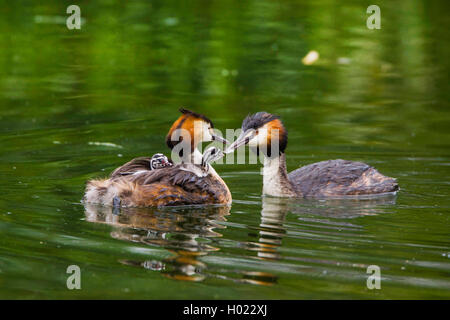 Svasso maggiore (Podiceps cristatus), alimentazione dei pulcini, Germania Foto Stock