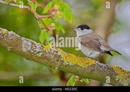 Capinera (Sylvia atricapilla), maschio cantando su un ramo, Germania Foto Stock