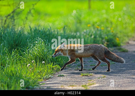 Red Fox (Vulpes vulpes vulpes), attraversa un percorso, Germania Foto Stock