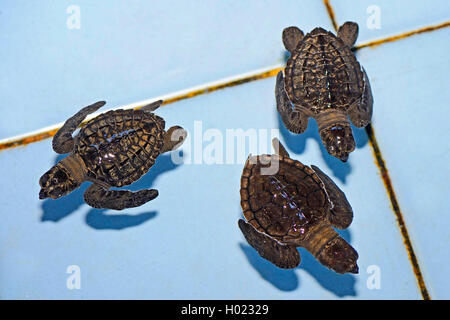 Olive Ridley, Pacific ridley turtle, Olive Ridley SEA TURTLE, Pacific ridley tartaruga di mare (Lepidochelys olivacea), circa un mese le tartarughe di mare in una stazione di allevamento , Indonesia Bali Foto Stock