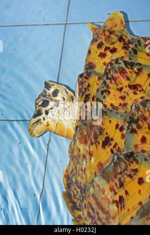 Tartaruga embricata, hawksbill tartaruga di mare (Eretmochelys imbricata), attraverso un'elica navale allevati danno in un guscio di tartaruga, Indonesia Bali Foto Stock