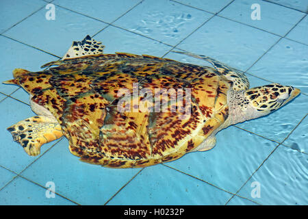 Tartaruga embricata, hawksbill tartaruga di mare (Eretmochelys imbricata), attraverso un'elica navale allevati danno in un guscio di tartaruga, Indonesia Bali Foto Stock