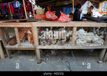 Anatra domestica (Anas platyrhynchos f. domestica), anatre e galline per la vendita su un mercato in Seririt, Indonesia Bali, Seririt Foto Stock