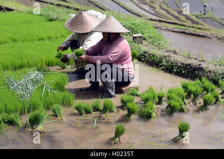 Le donne con pianticelle di riso nei campi di riso di Jatiluwih, Indonesia Bali Foto Stock