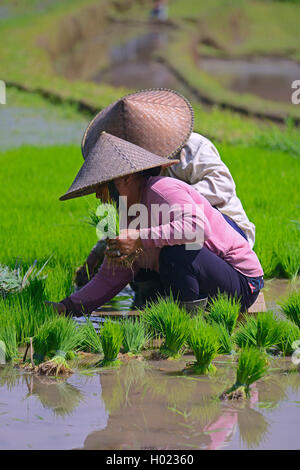 Le donne con pianticelle di riso nei campi di riso di Jatiluwih, Indonesia Bali Foto Stock
