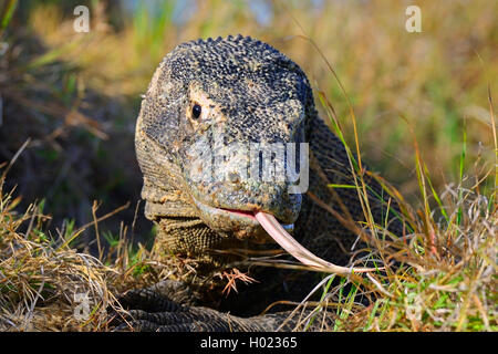 Komodo-Waran, Komodo Waran, Komodowaran (Varanus komodoensis), zuengelnd, Vorderansicht, Indonesien, Rinca, Komodo Nationalpark Foto Stock