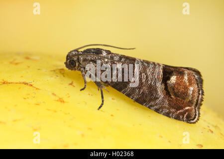 Apple tarma carpocapsa del melo, falena Codlin (Laspeyresia pomonella, Cydia pomonella, Carpocapsa pomonella), si siede su un apple, Germania Foto Stock