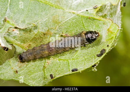 Verde pisello oak curl, verde tortrix rovere, rovere leafroller, verde rullo di rovere, rovere tortrix (Tortrix viridana), Caterpillar su una foglia, Germania Foto Stock