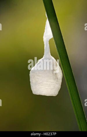 Liocranid sac ragni (Agroeca brunnea), uova sac, Germania Foto Stock