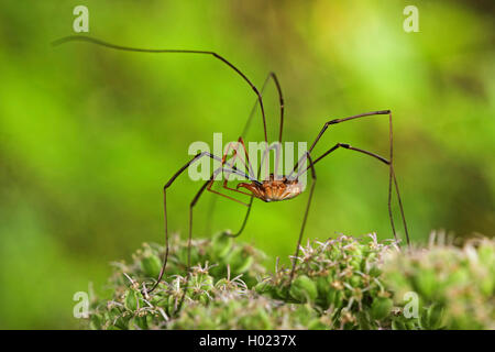 Harvestman comune, Daddy longleg (Phalangium opilio), su un impianto, Germania Foto Stock