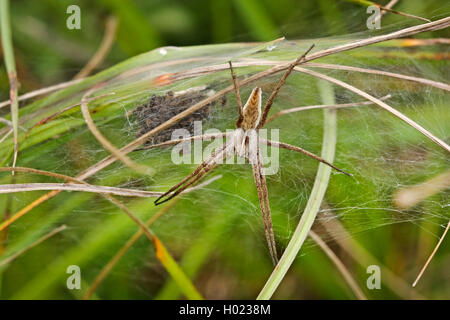 Listspinne, List-Spinne, Raubspinne, Raub-Spinne, Brautgeschenkspinne, Brautgeschenk-Spinne (Pisaura mirabilis), Weibchen bewach Foto Stock