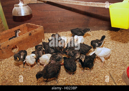 Galli e galline (Gallus gallus f. domestica), pulcini in casa della gallina con lampada di calore, Germania Foto Stock