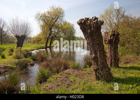 Floodplain paesaggio del Erft con pollarded willow in primavera, il museo island Hombroich, in Germania, in Renania settentrionale-Vestfalia, Basso Reno, Neuss Foto Stock