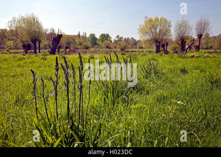 Floodplain paesaggio del Erft con pollarded willow in primavera, il museo island Hombroich, in Germania, in Renania settentrionale-Vestfalia, Basso Reno, Neuss Foto Stock