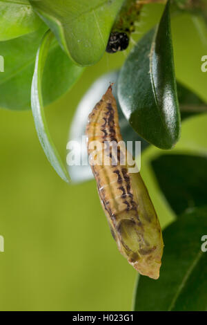 Struttura di scatola di Tarma (Glyphodes perspectalis, Cydalima perspectalis), pupa sulla scatola albero, Germania Foto Stock