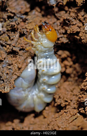 Scarabeo scarabeo, Lamellicorn beetle, Ddung beetle, Chafer (Scarabaeidae), larva di uno scarabeo scarabeo, Thailandia Foto Stock