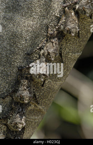 Proboscide bat, sharp-becchi bat (Rhynchonycteris naso), dormendo ar un tronco di albero, Brasile, Pantanal Foto Stock