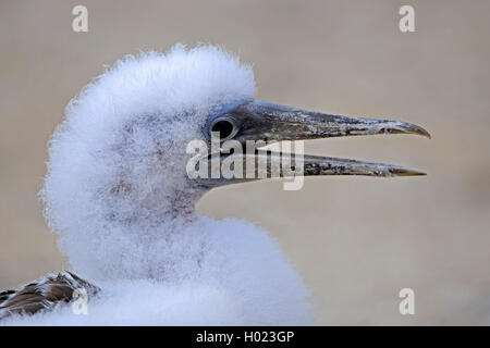 Nazca booby (Sula dactylatra granti, Sula granti), squeeker, Ecuador Isole Galapagos, genovesa Foto Stock