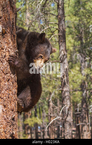 American black bear (Ursus americanus), si arrampica verso il basso un pino alto, STATI UNITI D'AMERICA, Arizona, Bearizona Wildlife Park, Flagstaff Foto Stock