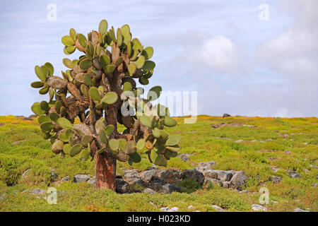 Galapagos-Feigenkaktus, Galapagosfeigenkaktus, Galapagos-Opuntie, Galapagosopuntie (Opuntia echios), Baumopuntie, Ecuador, Galap Foto Stock
