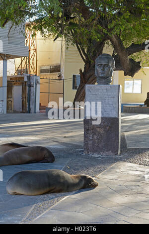 Le Galapagos Sea Lion (Zalophus californianus wollebaeki, Zalophus wollebaeki), i leoni di mare in frot del Charles Darwin memorial in Puerto Baquerizo Moreno, Ecuador Isole Galapagos, San Cristobal Foto Stock