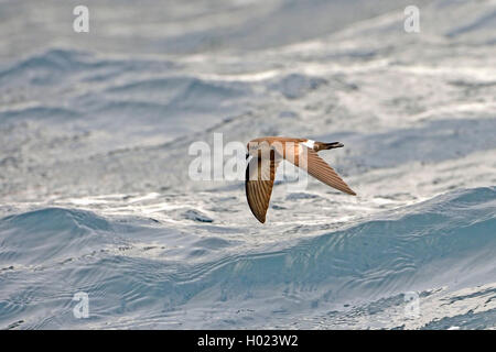 Le Galapagos storm petrel (Oceanodroma tetide), in volo sopra il mare, Ecuador Isole Galapagos, Floreana Foto Stock