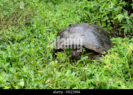 Santa-Cruz-Riesenschildkroete, Santa-Cruz-Galapagosschildkroete (Chelonodis nigra porteri, Geochelone elephantopus porteri, Geoc Foto Stock