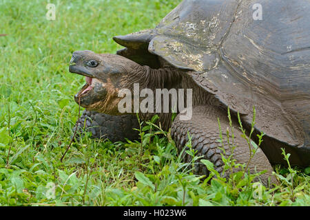 Santa-Cruz-Riesenschildkroete, Santa-Cruz-Galapagosschildkroete (Chelonodis nigra porteri, Geochelone elephantopus porteri, Geoc Foto Stock