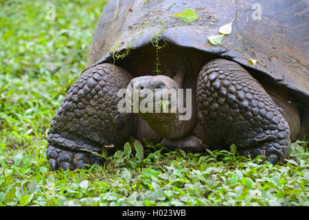 Santa-Cruz-Riesenschildkroete, Santa-Cruz-Galapagosschildkroete (Chelonodis nigra porteri, Geochelone elephantopus porteri, Geoc Foto Stock