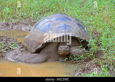 Santa-Cruz-Riesenschildkroete, Santa-Cruz-Galapagosschildkroete (Chelonodis nigra porteri, Geochelone elephantopus porteri, Geoc Foto Stock