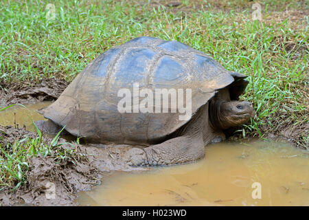 Santa-Cruz-Riesenschildkroete, Santa-Cruz-Galapagosschildkroete (Chelonodis nigra porteri, Geochelone elephantopus porteri, Geoc Foto Stock