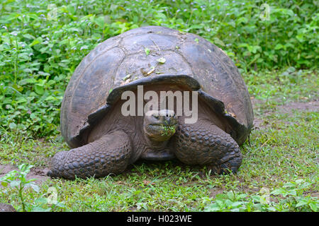 Santa-Cruz-Riesenschildkroete, Santa-Cruz-Galapagosschildkroete (Chelonodis nigra porteri, Geochelone elephantopus porteri, Geoc Foto Stock