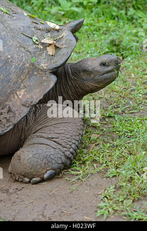 Santa-Cruz-Riesenschildkroete, Santa-Cruz-Galapagosschildkroete (Chelonodis nigra porteri, Geochelone elephantopus porteri, Geoc Foto Stock