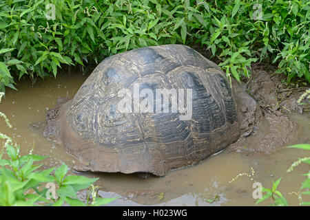 Santa-Cruz-Riesenschildkroete, Santa-Cruz-Galapagosschildkroete (Chelonodis nigra porteri, Geochelone elephantopus porteri, Geoc Foto Stock