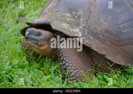 Santa-Cruz-Riesenschildkroete, Santa-Cruz-Galapagosschildkroete (Chelonodis nigra porteri, Geochelone elephantopus porteri, Geoc Foto Stock