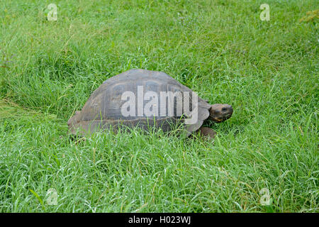 Santa-Cruz-Riesenschildkroete, Santa-Cruz-Galapagosschildkroete (Chelonodis nigra porteri, Geochelone elephantopus porteri, Geoc Foto Stock