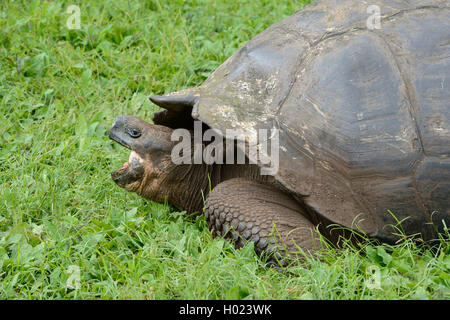 Santa-Cruz-Riesenschildkroete, Santa-Cruz-Galapagosschildkroete (Chelonodis nigra porteri, Geochelone elephantopus porteri, Geoc Foto Stock