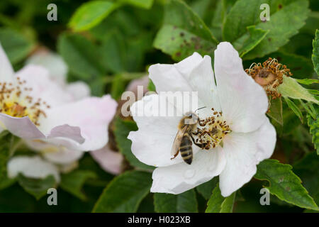 Il miele delle api, hive bee (Apis mellifera mellifera), su Wild Rose fiore, Germania Foto Stock
