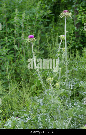Beata milkthistle, cardo mariano, cardo (Silybum marianum, Carduus Marianus), fioritura, Germania Foto Stock