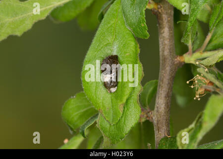 Nero (Hairstreak Satyrium pruni, Fixsenia pruni), pupa, Germania Foto Stock