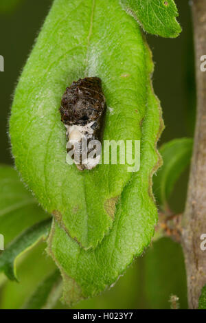 Nero (Hairstreak Satyrium pruni, Fixsenia pruni), pupa, Germania Foto Stock