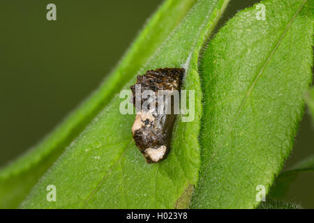 Nero (Hairstreak Satyrium pruni, Fixsenia pruni), pupa, Germania Foto Stock