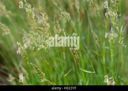 Dolce primaverile-erba, Sweetscented erba primaverile (Anthoxanthum odoratum), che fiorisce in un prato, Germania Foto Stock