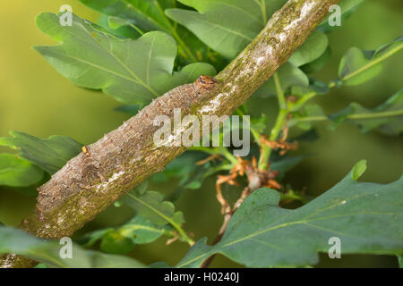 Noctuid tarma (Catocala dilecta), Caterpillar alimentazione su oak Foto Stock