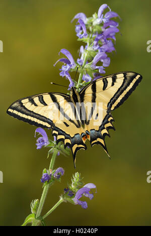 A coda di rondine del sud, Alexanor coda forcuta (Papilio alexanor, Papilio alexanor eitschbergeri), seduti su fiori blu Foto Stock