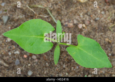 La scalata del grano saraceno, nero centinodia (Fallopia convolvulus, Polygonum convolvulus, Bilderdykia convolvulus), piantina, Germania Foto Stock