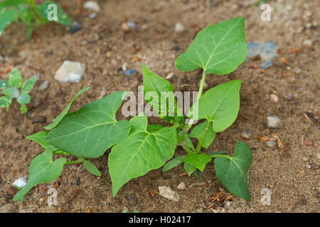 La scalata del grano saraceno, nero centinodia (Fallopia convolvulus, Polygonum convolvulus, Bilderdykia convolvulus), piantina, Germania Foto Stock