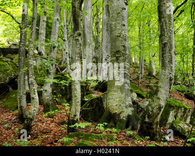 Comune di faggio (Fagus sylvatica), la foresta di faggio nelle Alpi Marittime in primavera, Italia, Parco Naturale Alpi Marittime, Valdieri Foto Stock