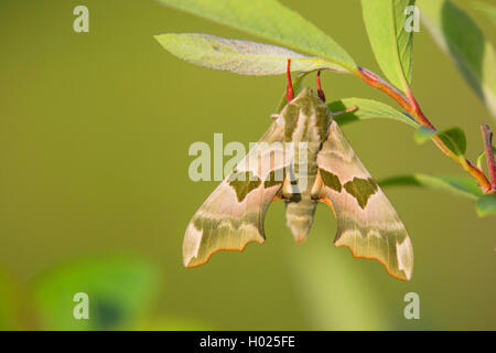 Lime hawkmoth (Mimas tiliae), femmina, in Germania, in Baviera, Niederbayern, Bassa Baviera Foto Stock