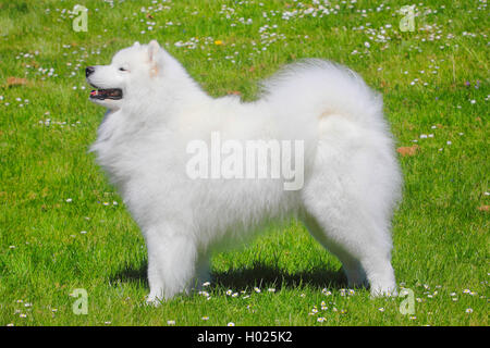 Samoiedo (Canis lupus f. familiaris), sei anni cane maschio in un prato, Germania Foto Stock